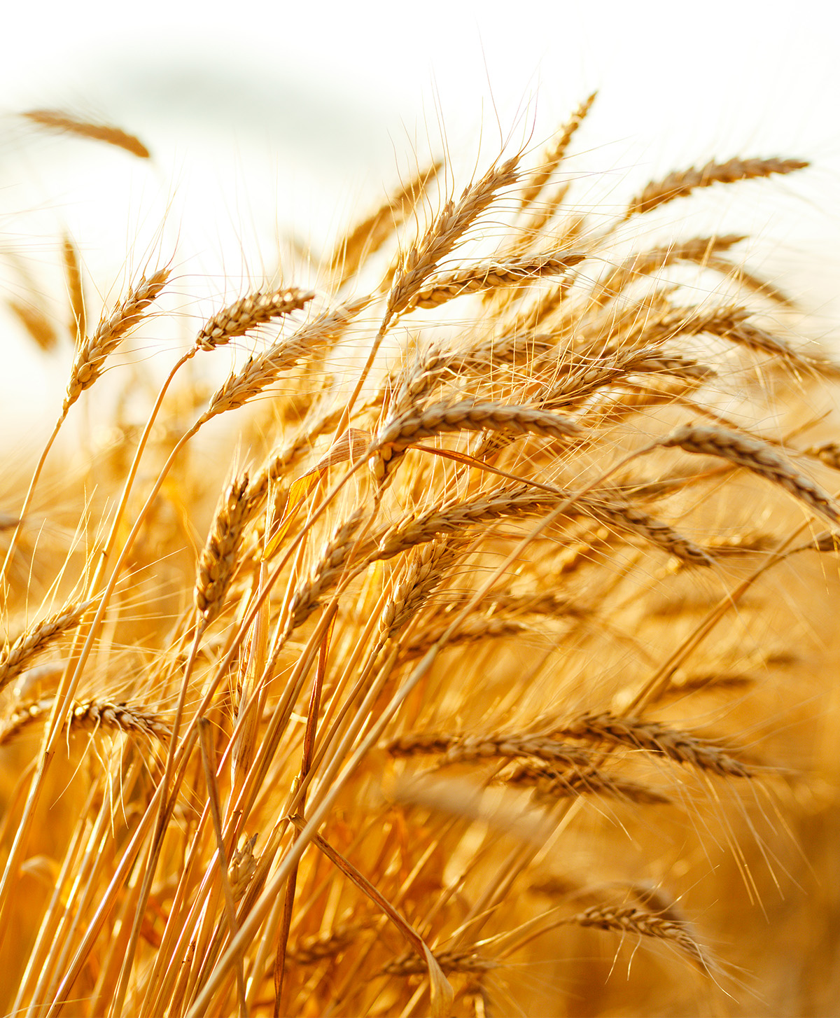 AGRICULTURE