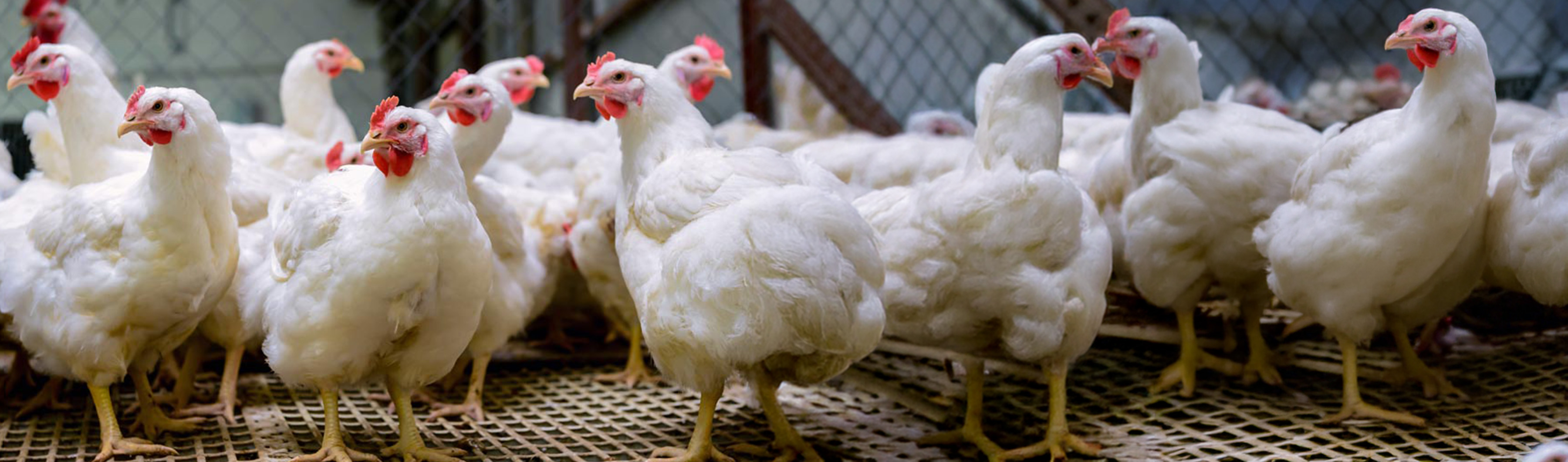 Poultry Farm