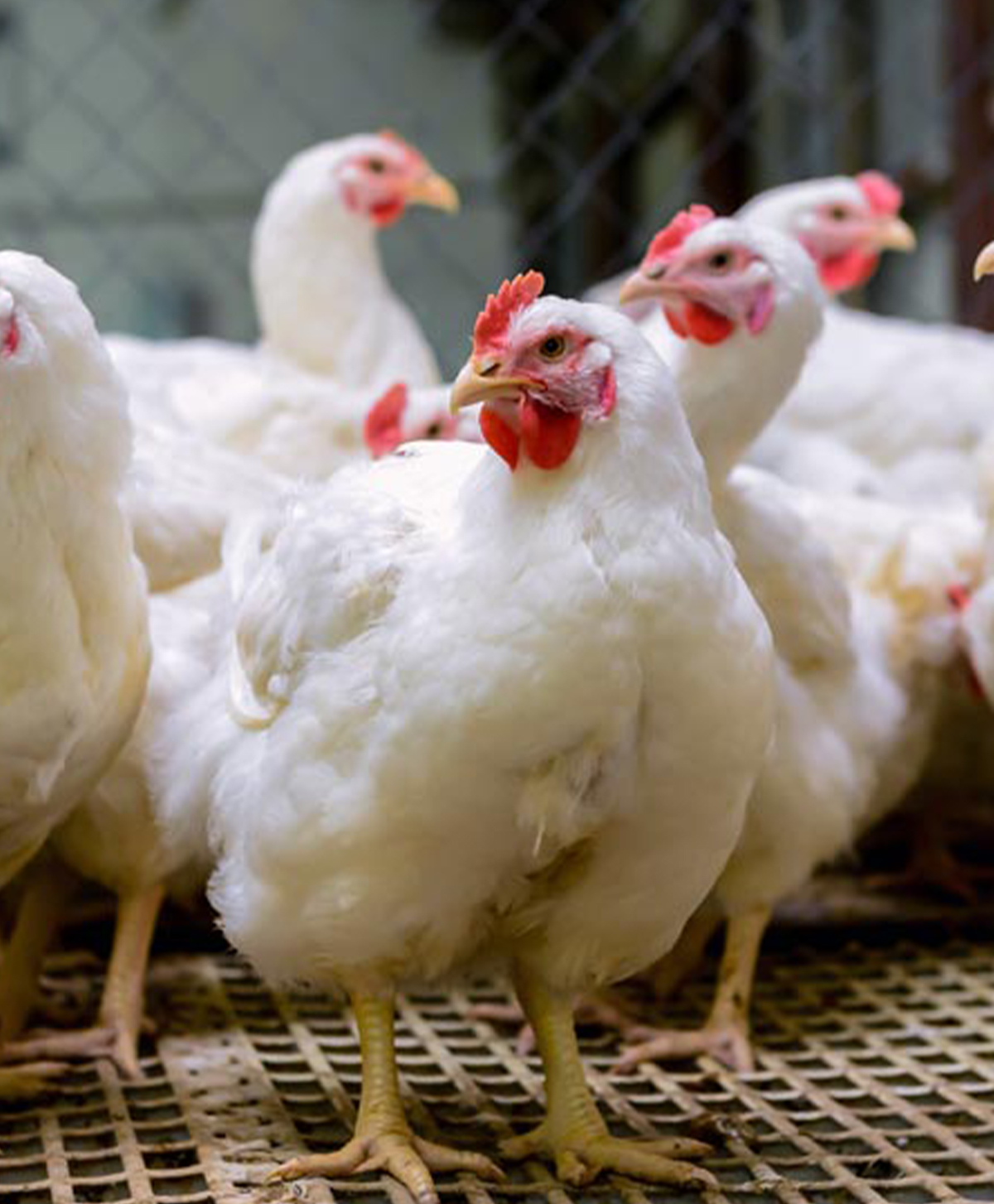 POULTRY FARM