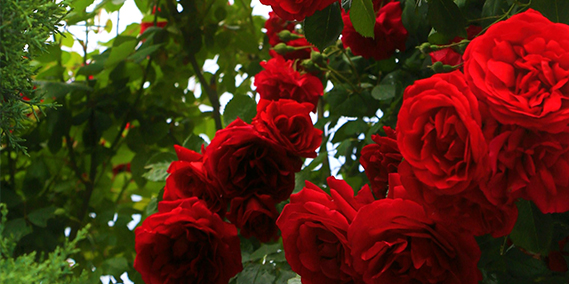 Nanobubble Technology for Rose Flower Longevity in Horticulture