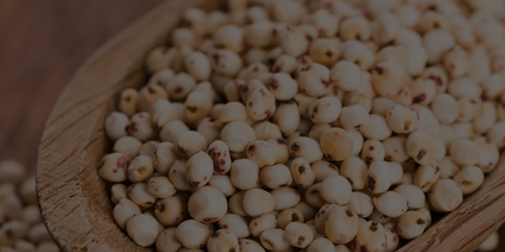 Nanobubble Technology for Sorghum Seed Germination