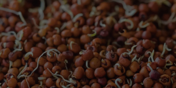 Nanobubble Technology for Finger Millet (Ragi) Seed Germination