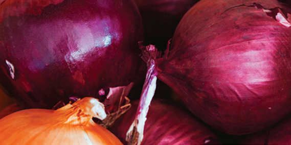 Nanobubble Technology for Onion Seed Germination