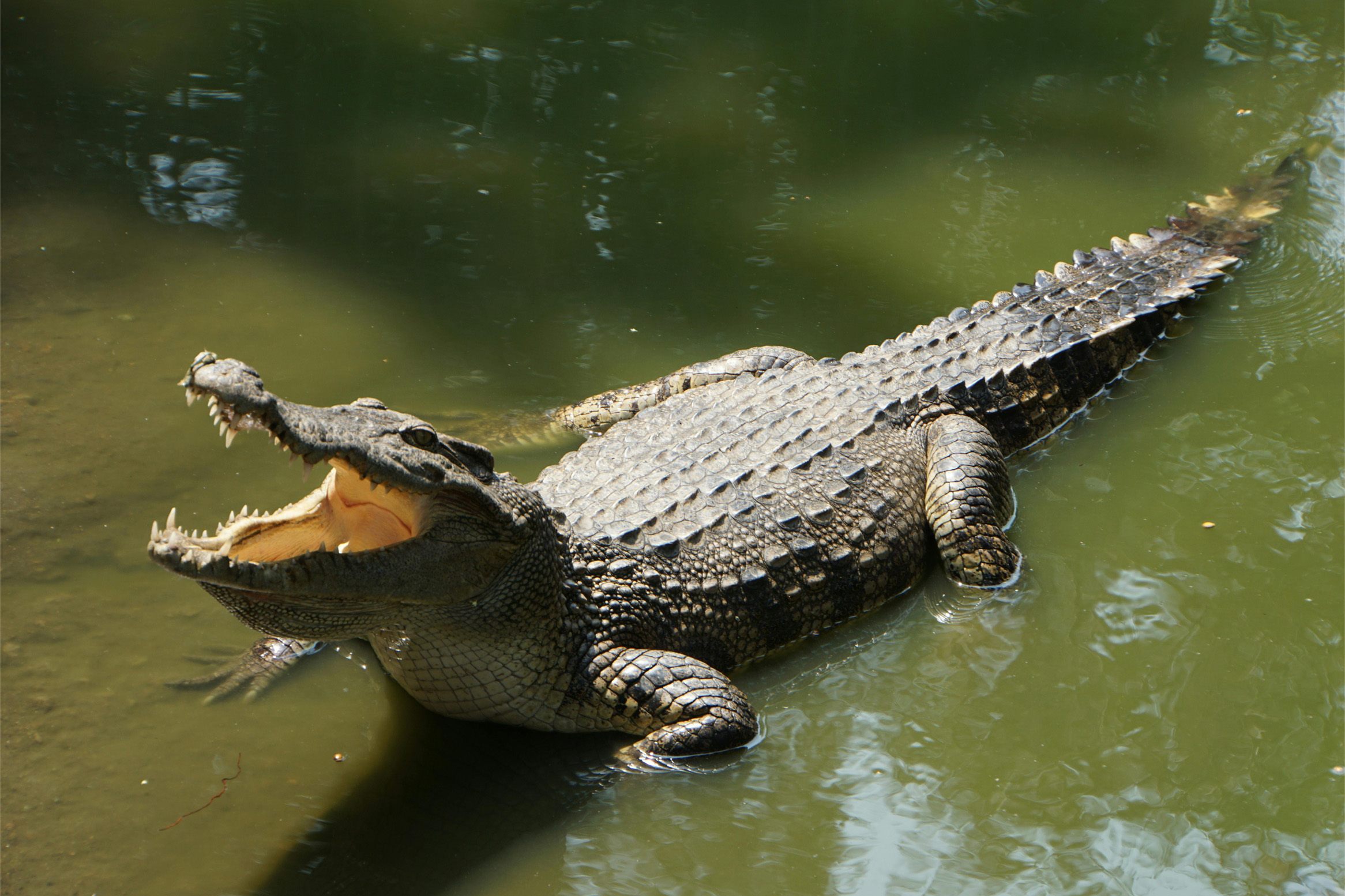 Nanobubble Technology for Crocodile Pond Restoration