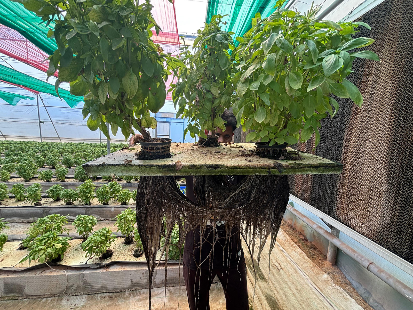 Enhancing Hydroponic Crop Productivity Using NICO Nanobubble Technology