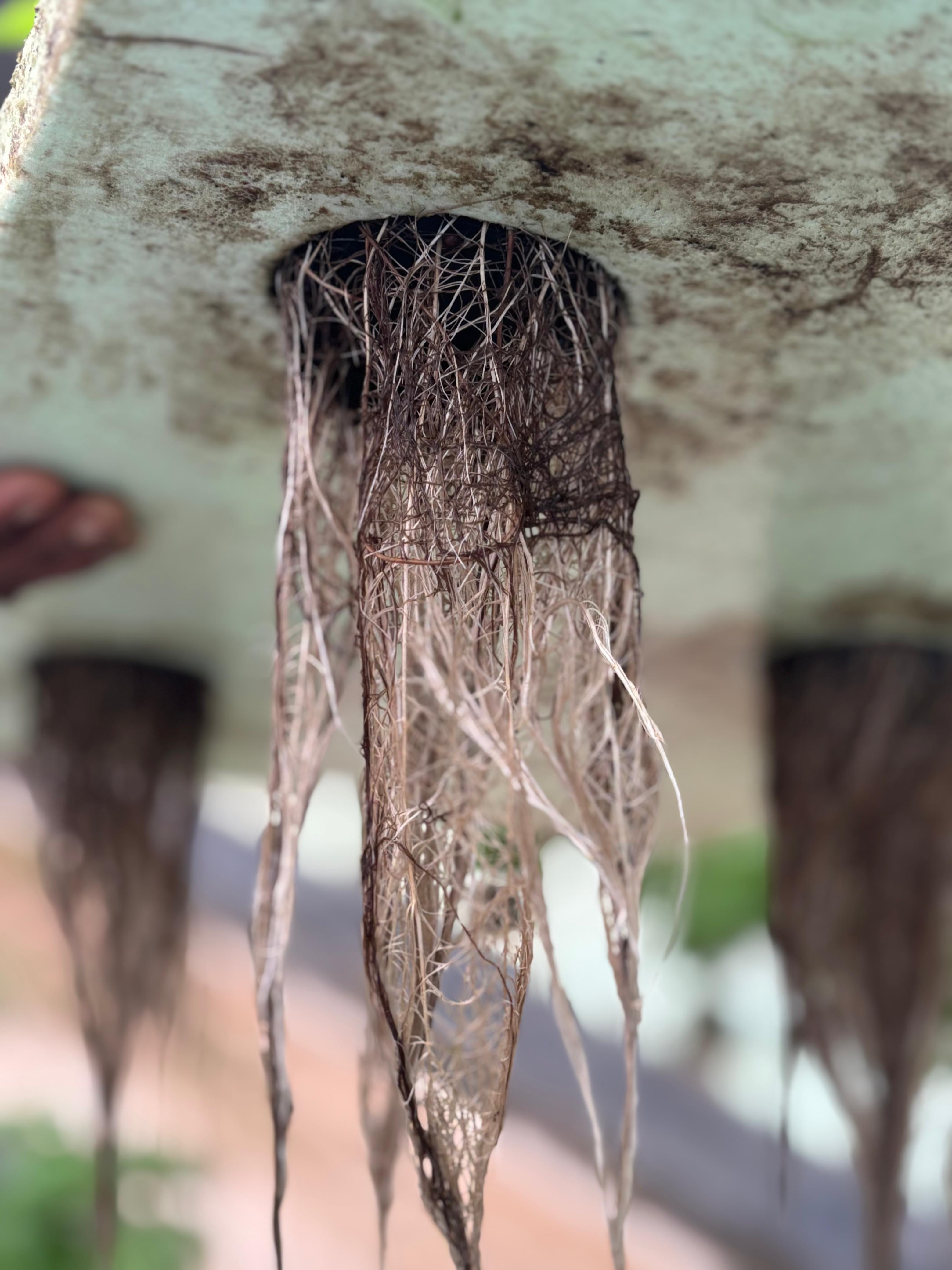 root