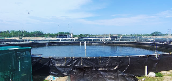 Nanobubble Technology for Fish Farming & RAS Aquaculture Oxygenation