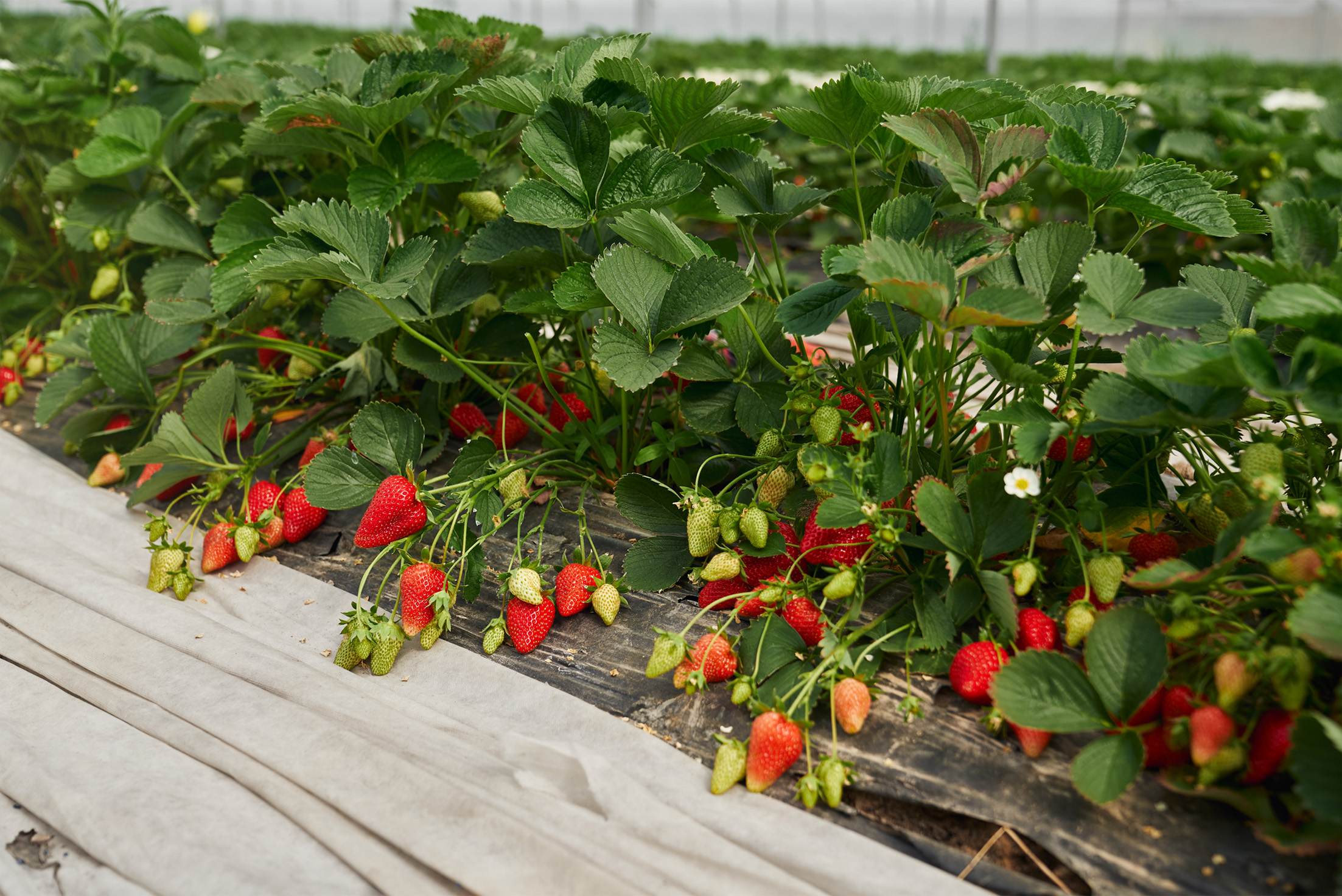 Nanobubble Irrigation Technology for Strawberry Farming