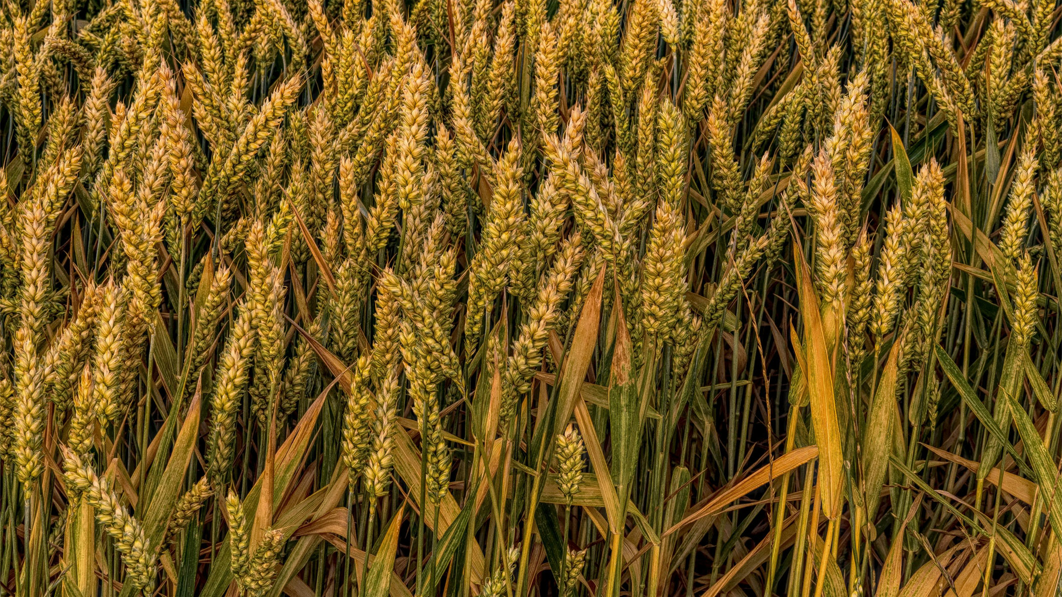 Wheat Farming Yield