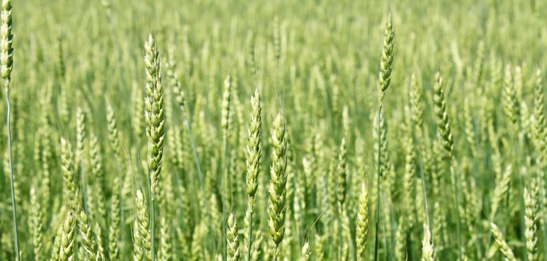 Wheat Farming