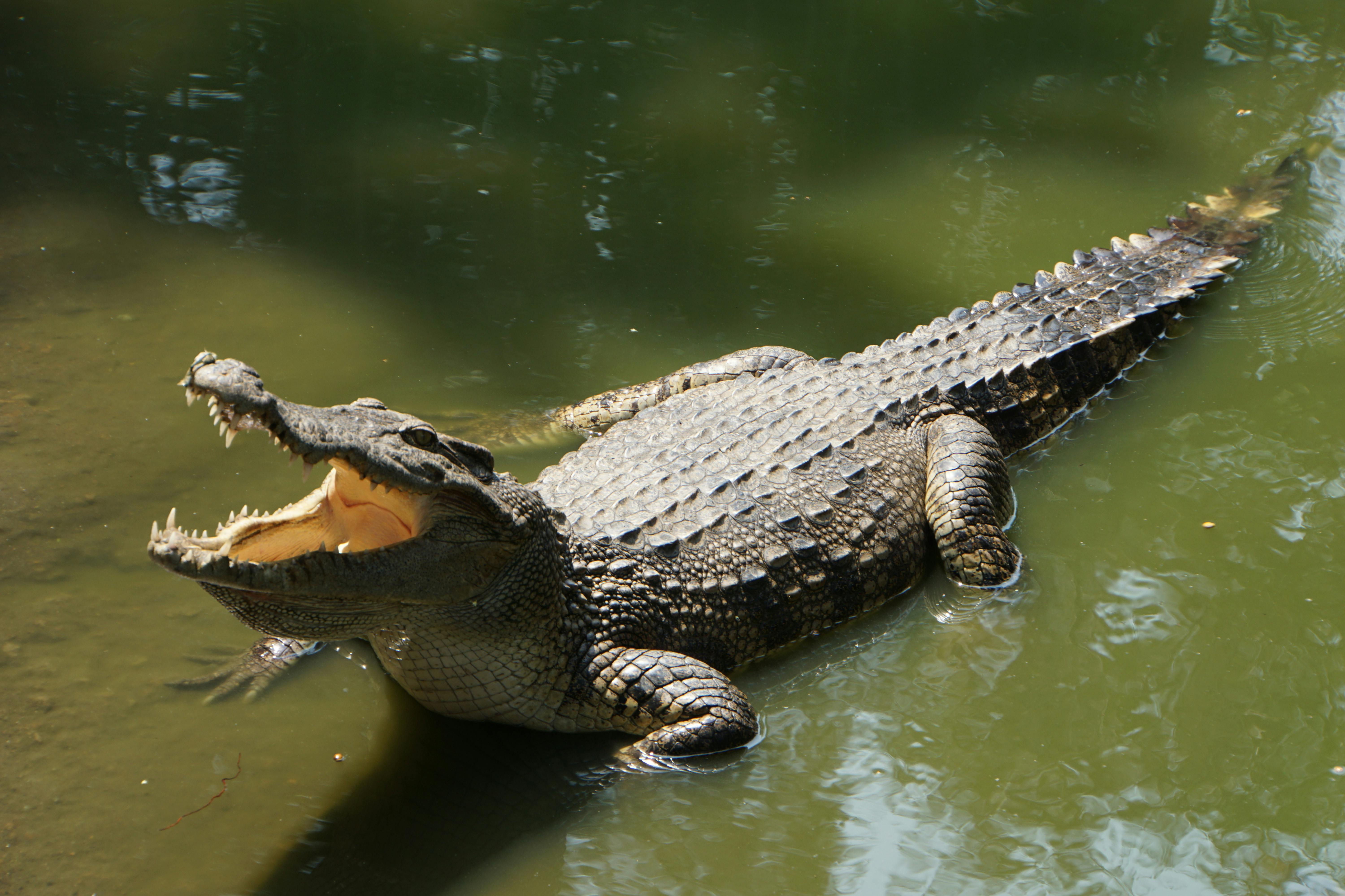 Nanobubble Technology for Crocodile Pond Restoration