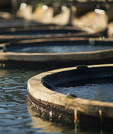 Aquaculture